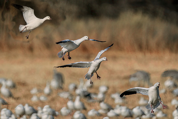 Bosque del Apache Dec 2021 --07