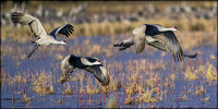 Bosque del Apache Dec 2021 --15