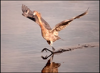 Mostlly-Kites-Egrets-Herons--17