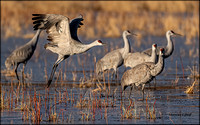 Bosque del Apache Dec 2021 --11