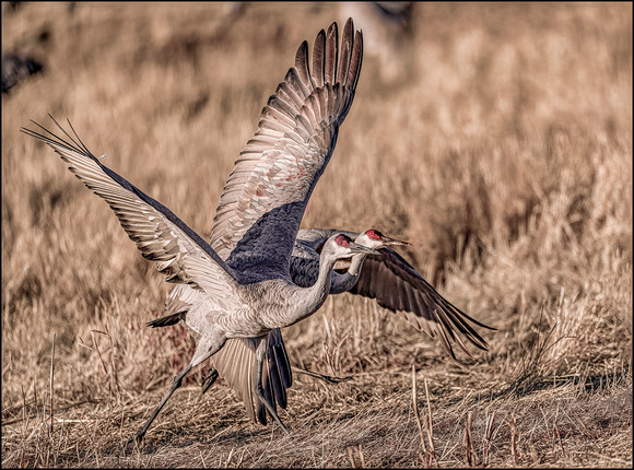 Bosque del Apache Dec 2021 --14