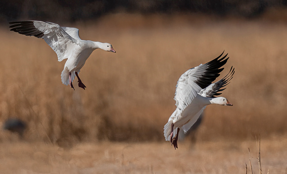 Bosque del Apache Dec 2021 --06