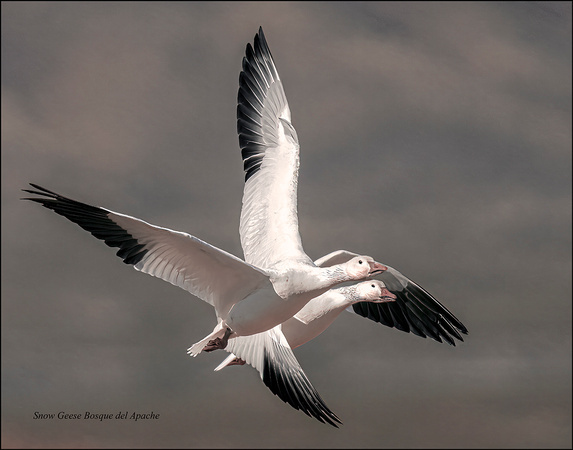 Bosque del Apache Dec 2021 --01