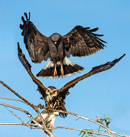 Mostlly-Kites-Egrets-Herons--07