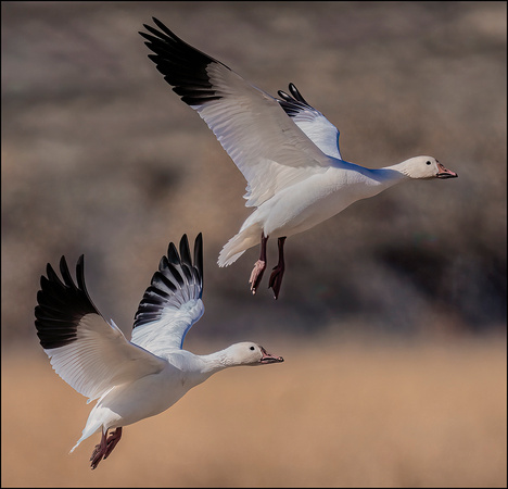 Bosque del Apache Dec 2021 --03