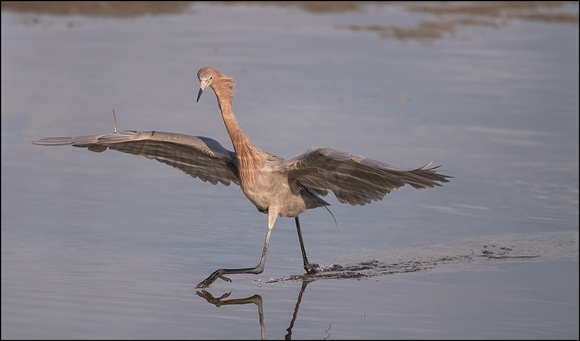 Mostlly-Kites-Egrets-Herons--18